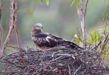 Чубатый коршун Чубатый коршун (Lophoictinia isura)