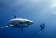 Тунец и большая белая акула имеют один ген суперхищника Тунец и большая белая акула имеют один ген суперхищника.