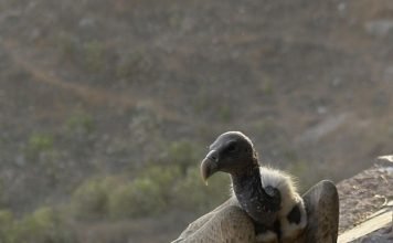 Тонкоклювый сип Тонкоклювый сип (Gyps tenuirostris).