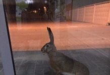 Волгоградский заяц попытался покинуть город на самолете Волгоградский заяц попытался покинуть город на самолете.