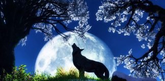 Удивительный мир волков: кто эти звери на самом деле?