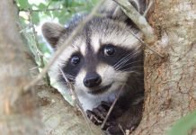 Звездой интернета стал енот застрявший в американском танке Звездой интернета стал енот застрявший в американском танке.