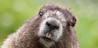 Самая большая бобровая плотина Бобр – это лесоруб созданный самой природой.