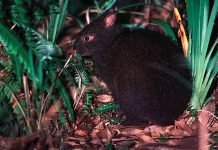 Японский лазающий заяц Японский лазающий заяц – древесный заяц (Pentalagus furnessi) или кролик амами.