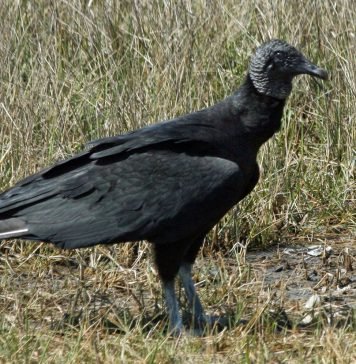 Американская черная катарта Американская черная катарта (Coragyps atratus)