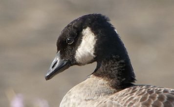Малая канадская казарка Малая канадская казарка (Branta hutchinsii)