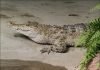 Филиппинский крокодил Филиппинский или миндорский крокодил (Crocodylus mindorensis )