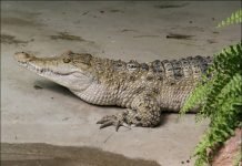 Филиппинский крокодил Филиппинский или миндорский крокодил (Crocodylus mindorensis )