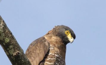 Сулавесский змееяд Сулавесский змееяд (Spilornis rufipectus)