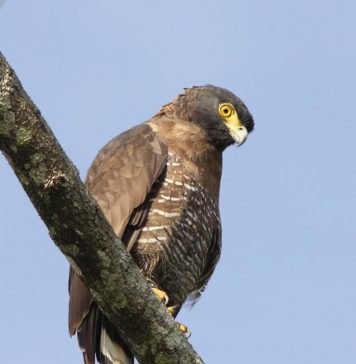 Сулавесский змееяд Сулавесский змееяд (Spilornis rufipectus)