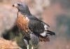 Скальный канюк Скальный канюк (Buteo rufofuscus)