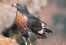 Скальный канюк Скальный канюк (Buteo rufofuscus)