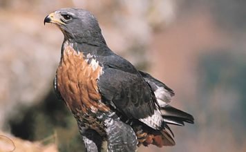 Скальный канюк Скальный канюк (Buteo rufofuscus)