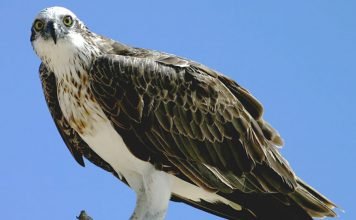 Восточная скопа Восточная скопа (Pandion cristatus)