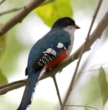 Кубинский трогон Кубинский трогон (Priotelus temnurus)