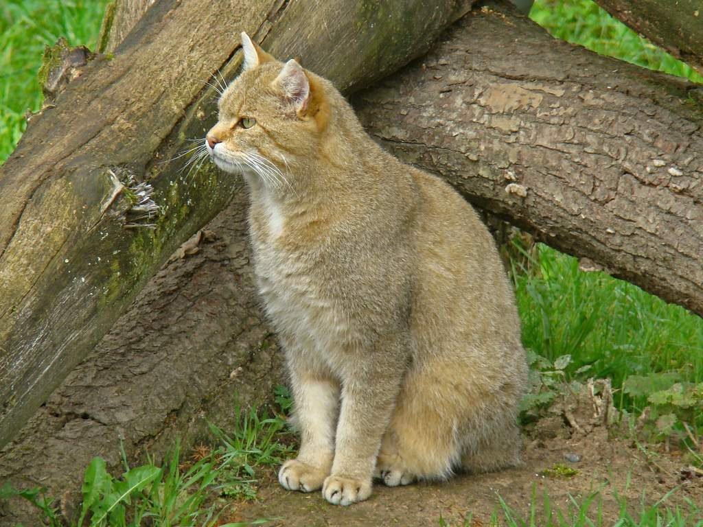 Дикий лесной кот - прародитель британской кошки.