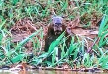 Капибара, ставшая свидетельницей охоты прославилась в интернете Эта ставшая свидетельницей охоты капибара стала звездой интернета.