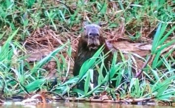 Капибара, ставшая свидетельницей охоты прославилась в интернете Эта ставшая свидетельницей охоты капибара стала звездой интернета.