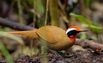 Флейтист-пастушок Флейтист – пастушок (Eupetes macrocerus)