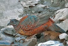 Гималайская куропатка Гималайская куропатка (Ophrysia superciliosa)