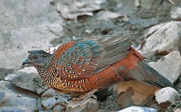 Гималайская куропатка Гималайская куропатка (Ophrysia superciliosa)