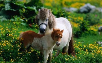 Шетлендский пони – одна из старейших пород лошадей