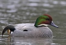 Косатка Косатка (Anas falcata)