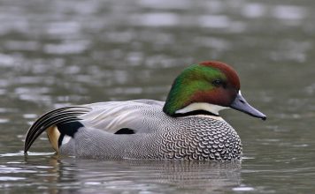 Косатка Косатка (Anas falcata)