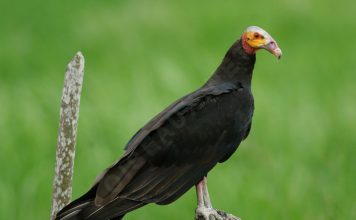 Желтоголовая малая катарта Желтоголовая малая катарта (Cathartes burrovianus)