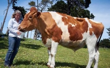 В Австралии найдена самая большая корова в мире В Австралии найдена самая большая корова в мире.