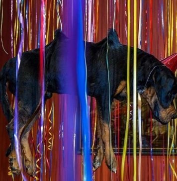 В соцсетях началась кампания против выставки мертвых животных в Эрмитаже Пользователи соцсетей выступили против выставки Яна Фабра в Эрмитаже. Причина – мертвые животные.