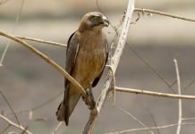 Саранчовый канюк Саранчовый канюк (Butastur rufipennis)