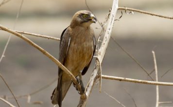 Саранчовый канюк Саранчовый канюк (Butastur rufipennis)