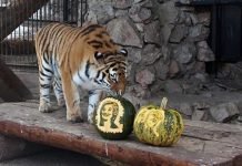 Животные спрогнозировали результаты выборов американского президента Тигрица Юнона после некоторых колебаний отдала победу на выборах Хиллари Клинтон.