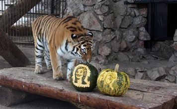 Животные спрогнозировали результаты выборов американского президента Тигрица Юнона после некоторых колебаний отдала победу на выборах Хиллари Клинтон.