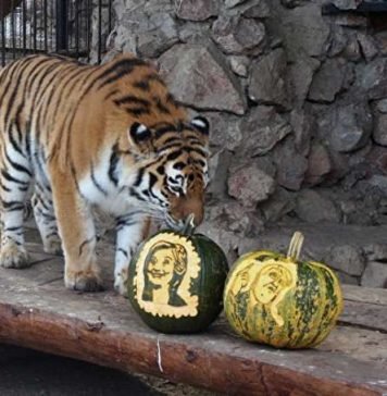 Животные спрогнозировали результаты выборов американского президента Тигрица Юнона после некоторых колебаний отдала победу на выборах Хиллари Клинтон.