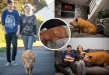 Звезда соцсетей: поросенок Пенни, ставший наглой свиньей Этапы жизни Пенни – поросенка ставшего настоящей свиньей.