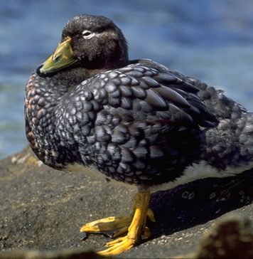 Фолклендская утка Фолклендская утка (Tachyeres brachypterus)