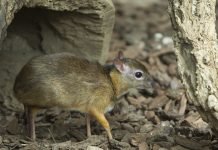 Мышиный олень Мышиный олень (Tragulus javanicus)