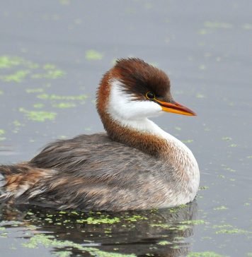 Короткокрылая поганка Короткокрылая поганка (Rollandia microptera)