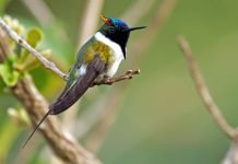 Самые маленькие птицы в мире. Топ 10 Рогатый колибри