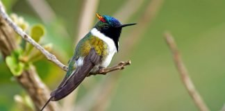Самые маленькие птицы в мире. Топ 10 Рогатый колибри
