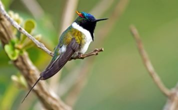 Самые маленькие птицы в мире. Топ 10 Рогатый колибри