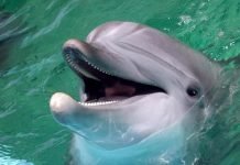 Невероятные факты о дельфинах и их способностях Смеющийся дельфин