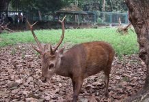 Олень Куля Олень Куля Axis kuhlii