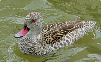 Капский чирок Капский чирок (Anas capensis)