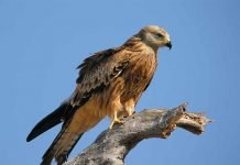 Красный коршун Красный коршун (Milvus milvus)