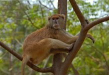 Патас Патас (Erythrocebus patas)