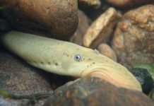 Благодаря рыбе-паразиту стало ясно происхождение человеческого мозга Минога, благодаря генам которой стало ясно, что помогло людям обрести мозг.