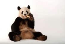Большая панда больше не является вымирающим видом Большая панда больше не является вымирающим видом.